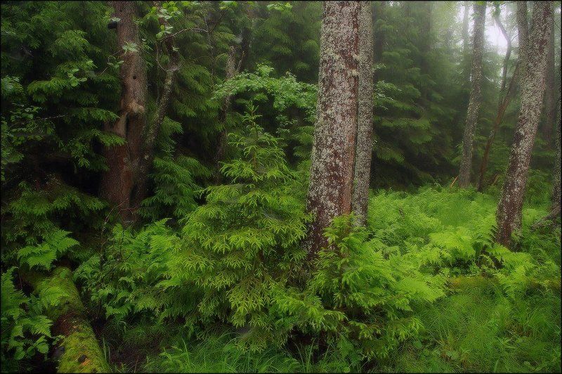 *** фото превью