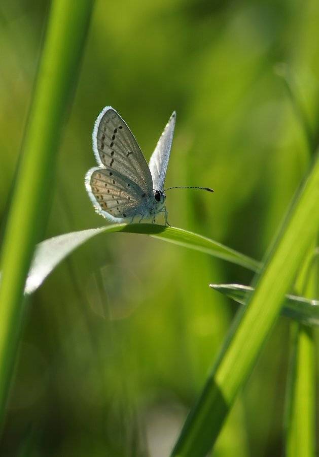 , Чепленко Алексей