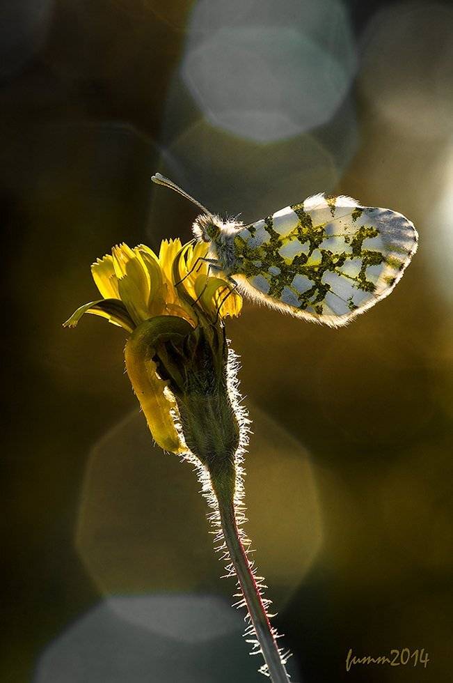 , Игорь ФУММ