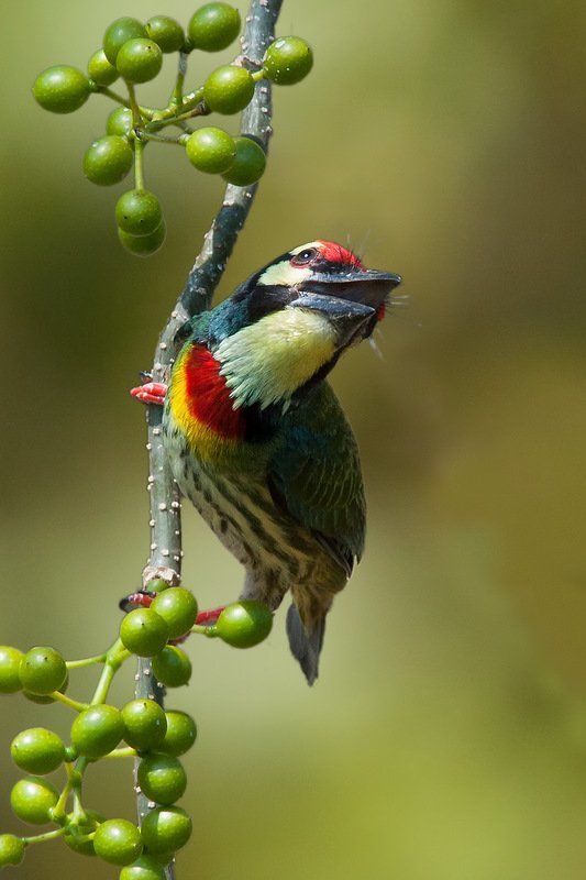 красноголовый, бородастик Красноголовый фото превью