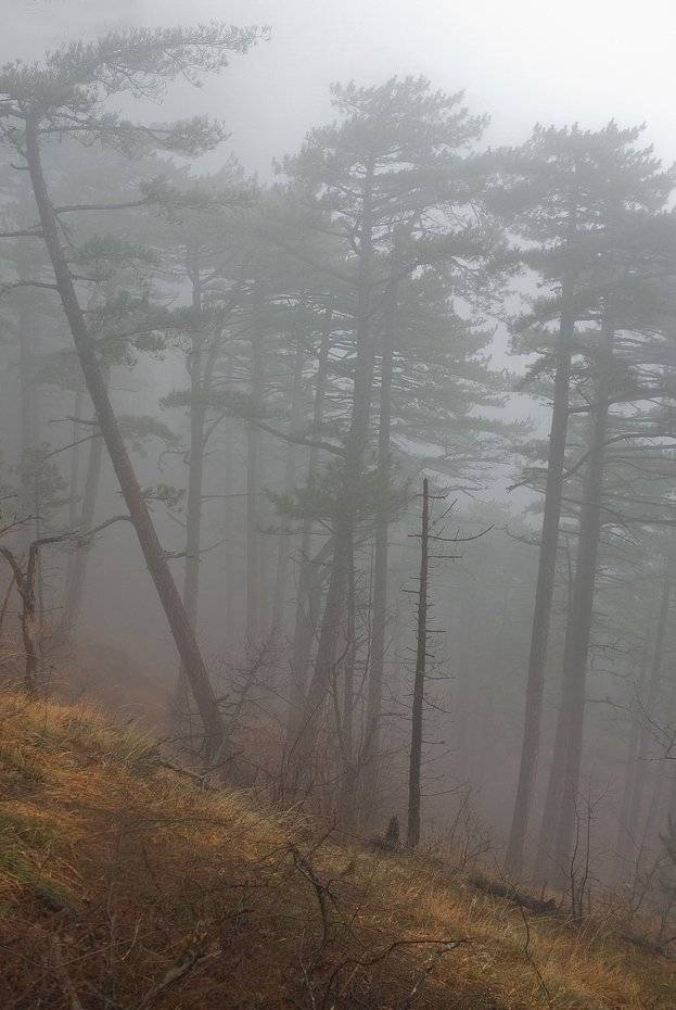 , Саша  Вайсберг / Waldschnepfe /