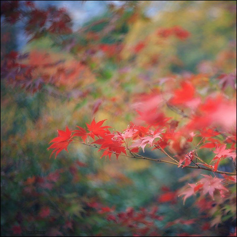 Момидзи фото превью