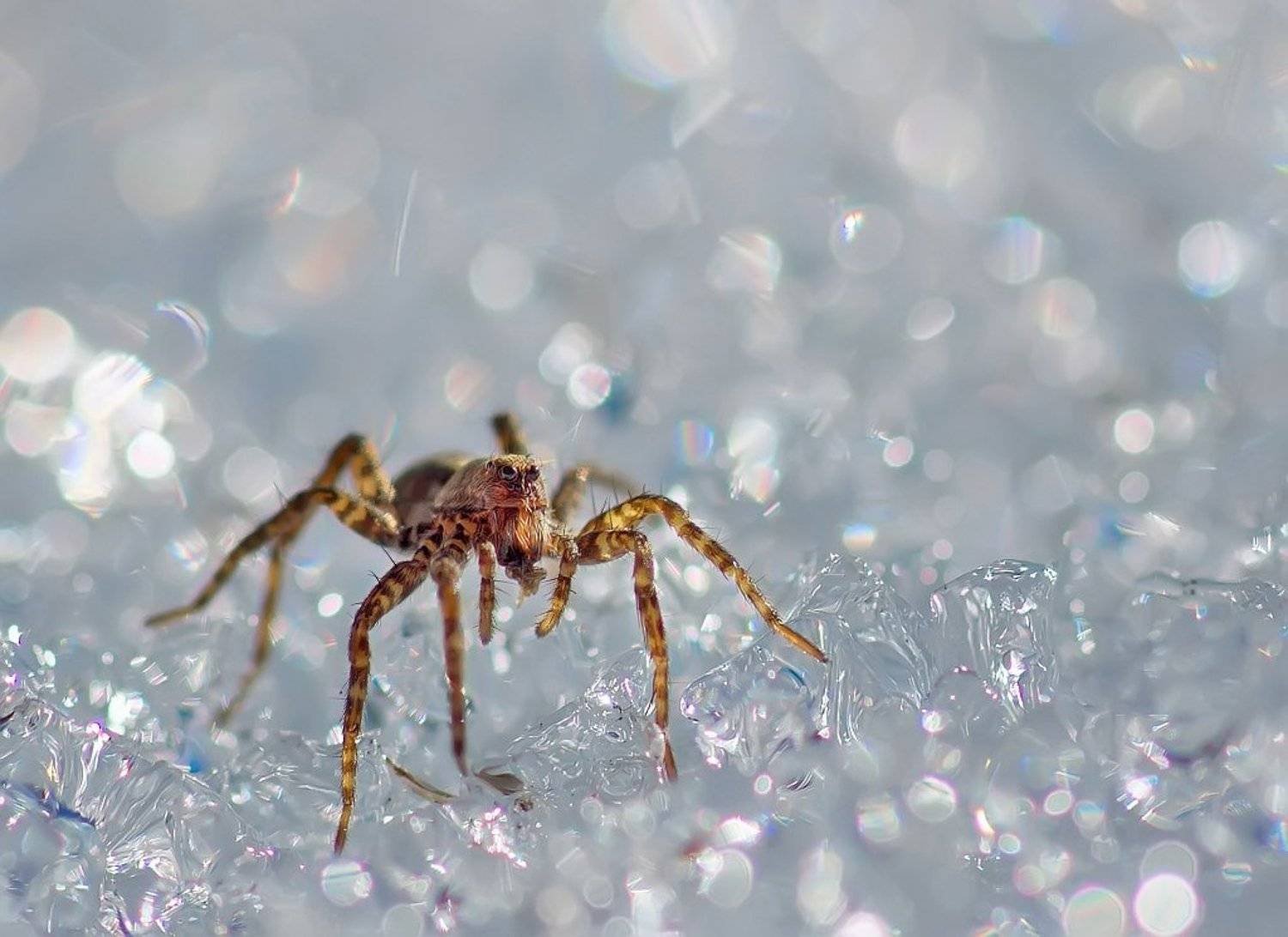 , Валерия Зверева