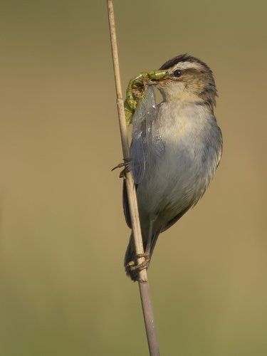 Барсучок - Acrocephalus schoenobaenus.