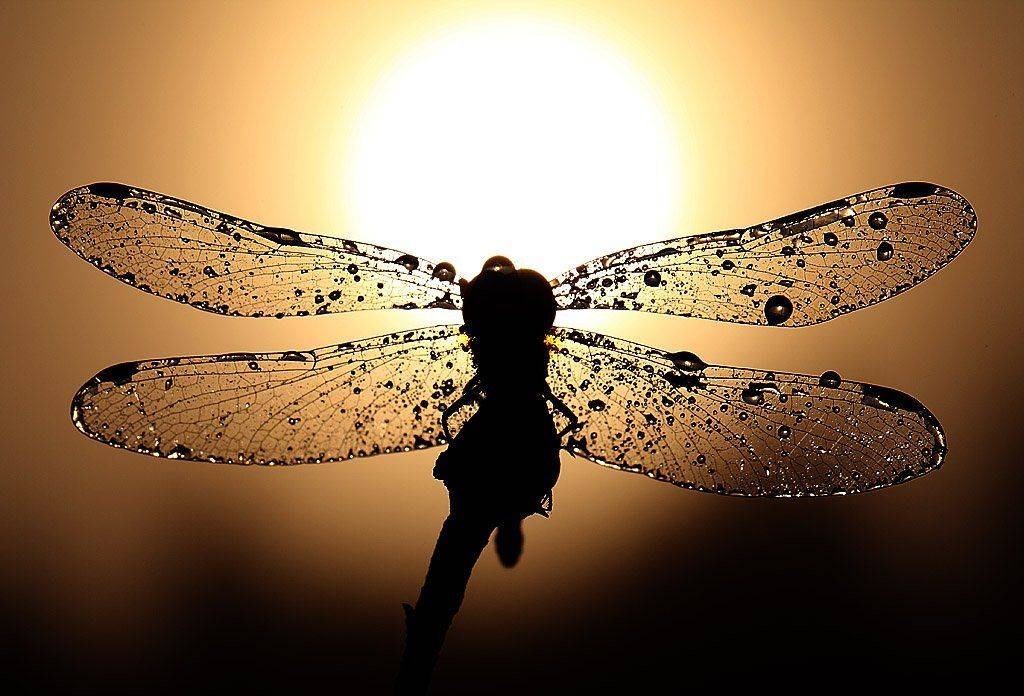 , Сергей Таланов