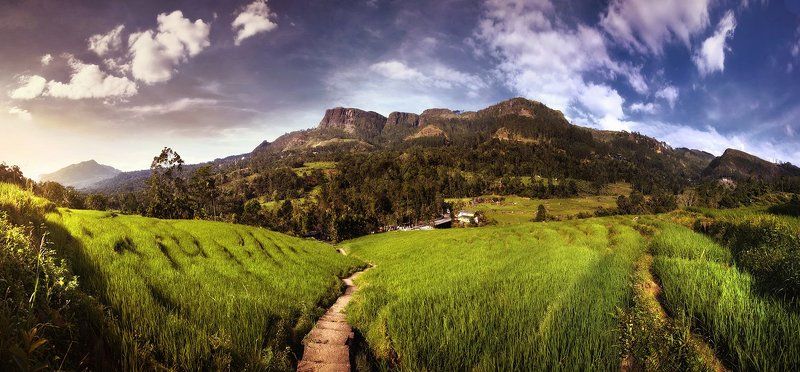 Рисовые поля Шри-ланки фото превью