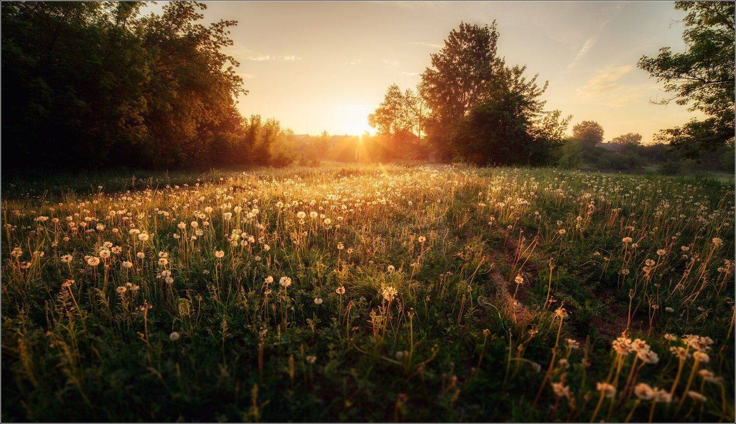 Весна, Коростышев, Одуванчики, Утро, Александр Чорный