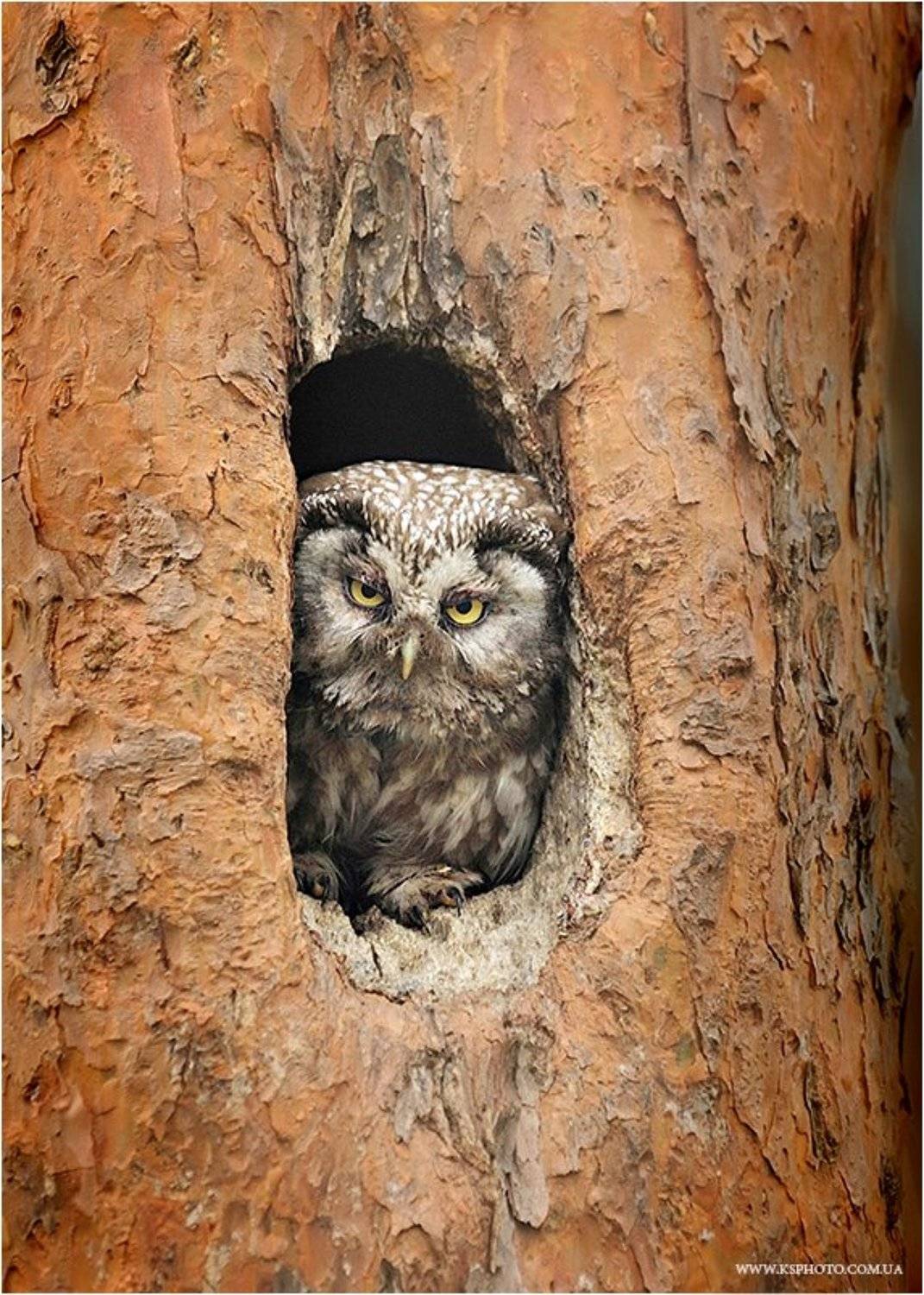 Мохноногий сыч, Полесский заповедник, Kantsyrenko Sergey