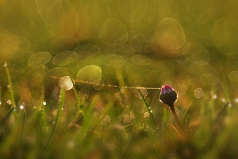 вызов фото превью