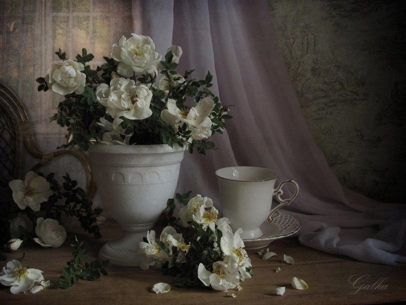 Белый шиповник фото превью