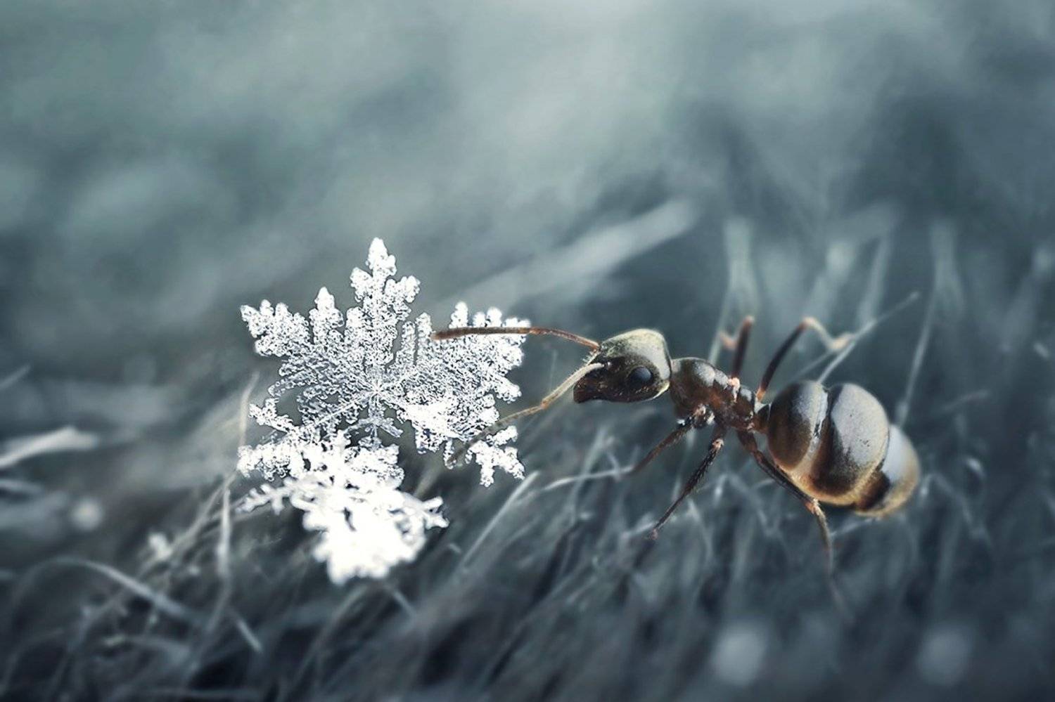 , Чернобай Анна