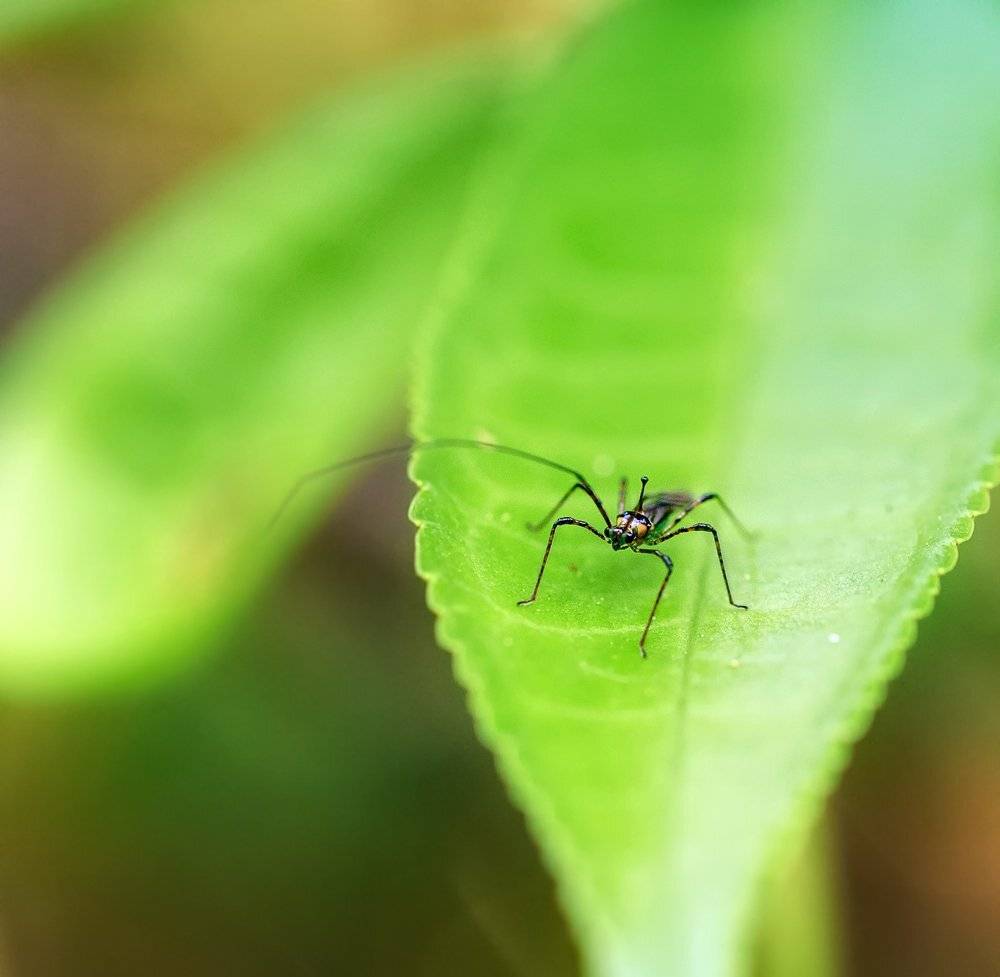 closeup, insect, macro, жук, лаос, макро, Alexey Gnilenkov
