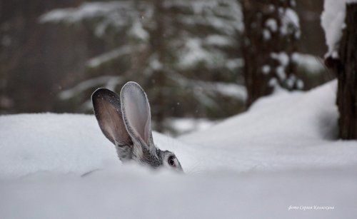Уши-то видно