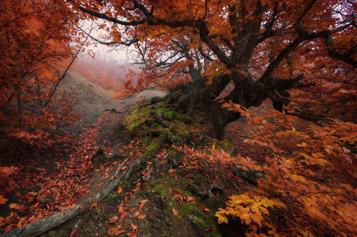 Демерджи, Андрей Уляшев (Mercand)