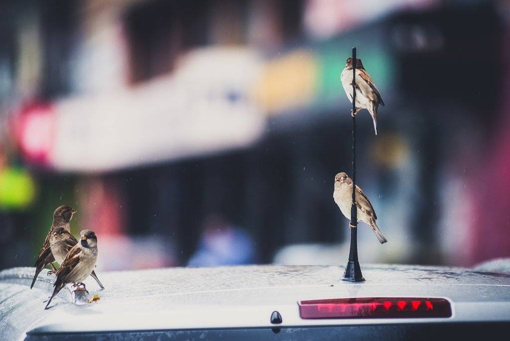 , Антон Привалов