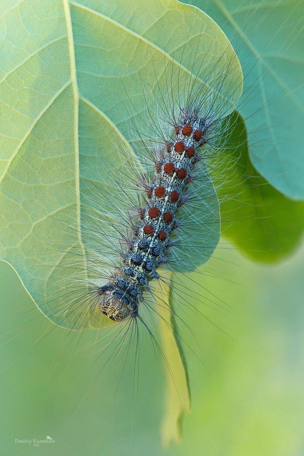 , Кузнецов Дмитрий