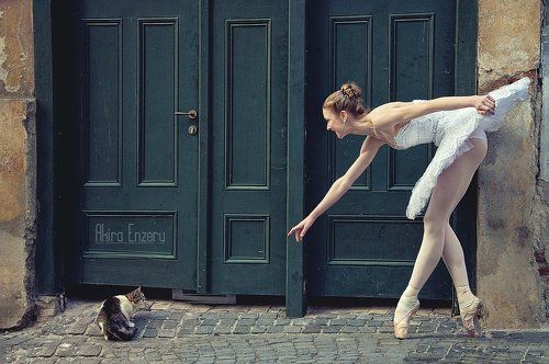 The Cat