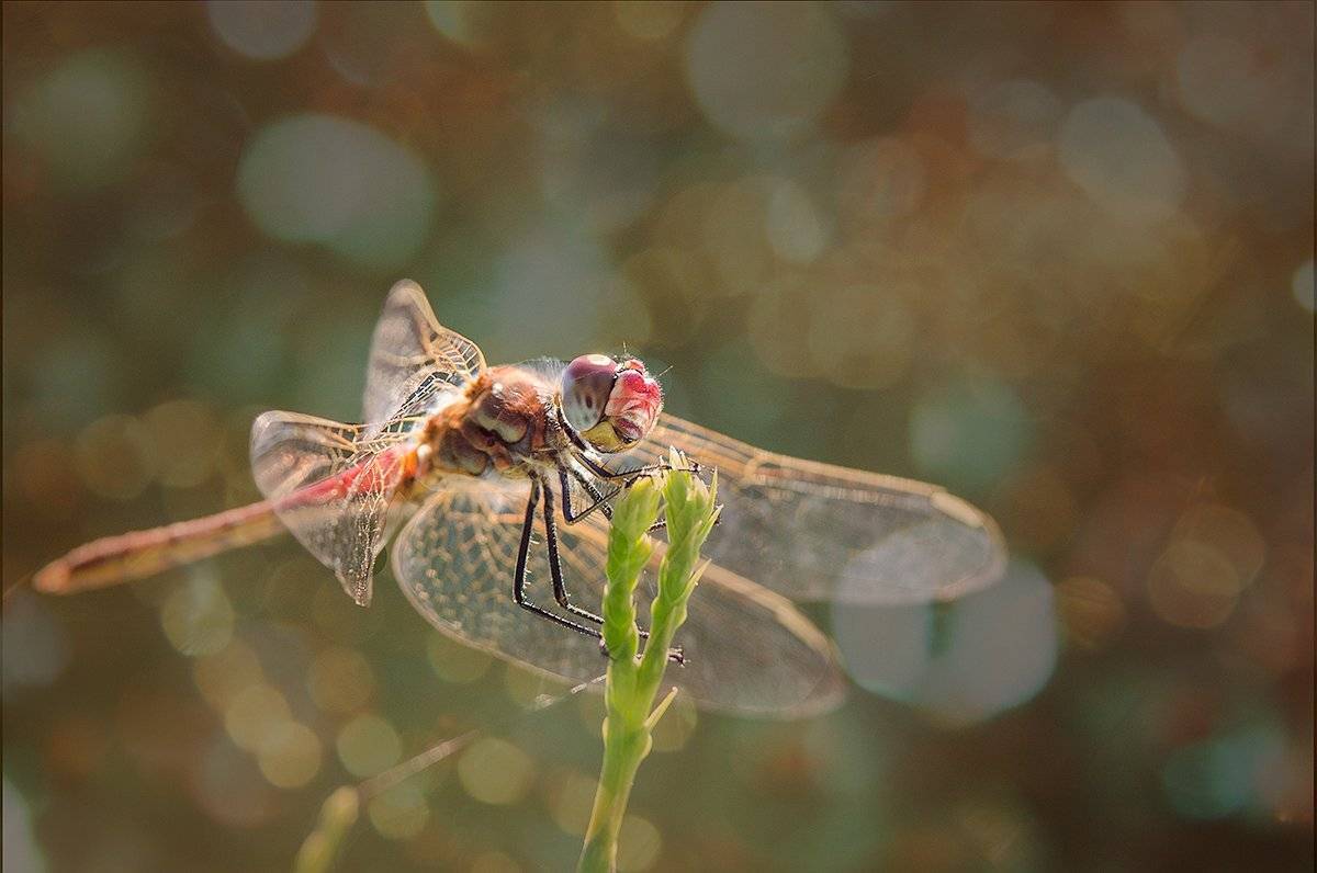 , Таня  Маркова