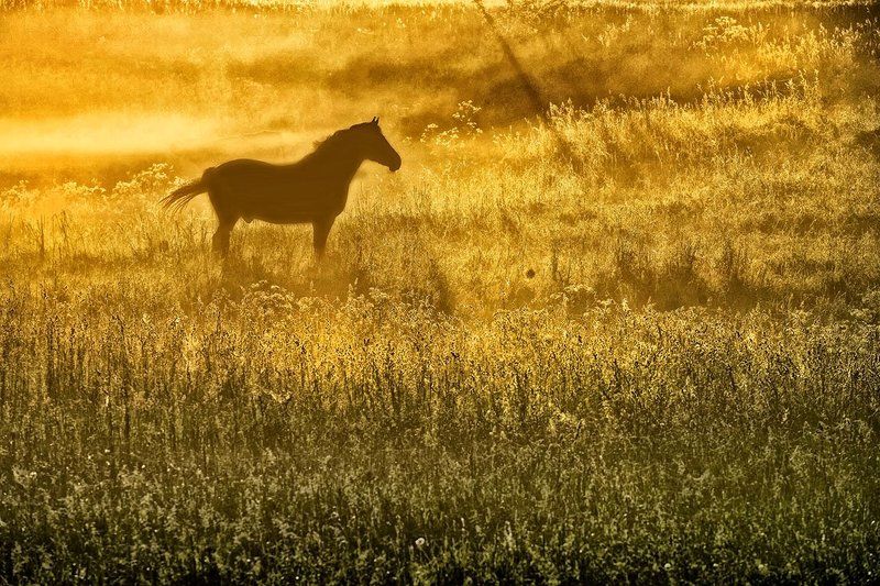 Mечтать в тумане фото превью