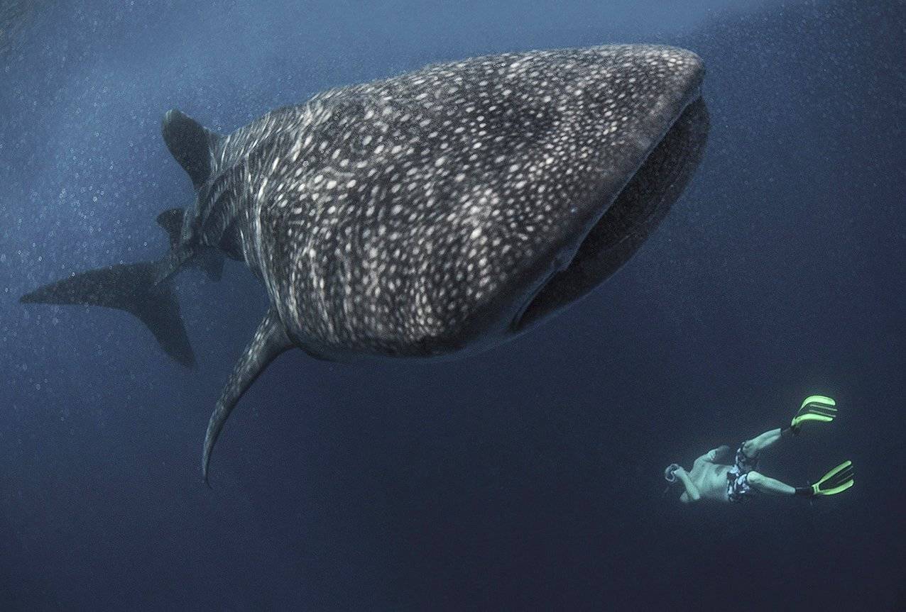 мальдивы, ныряльщик, океан, китовая акула, Сергей Гаспарян