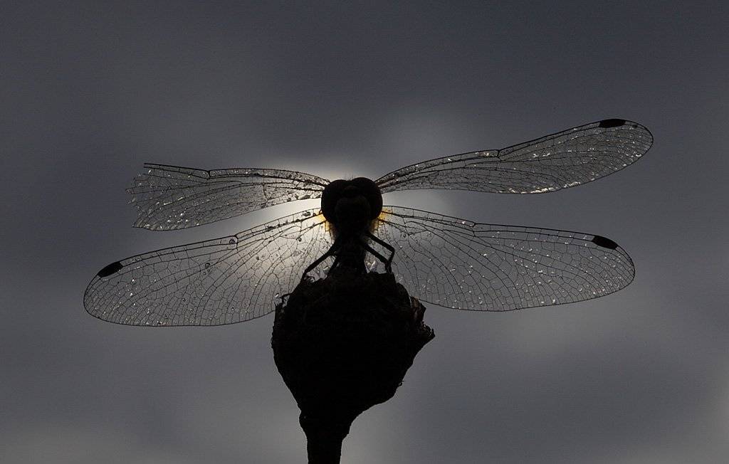 , Сергей Таланов