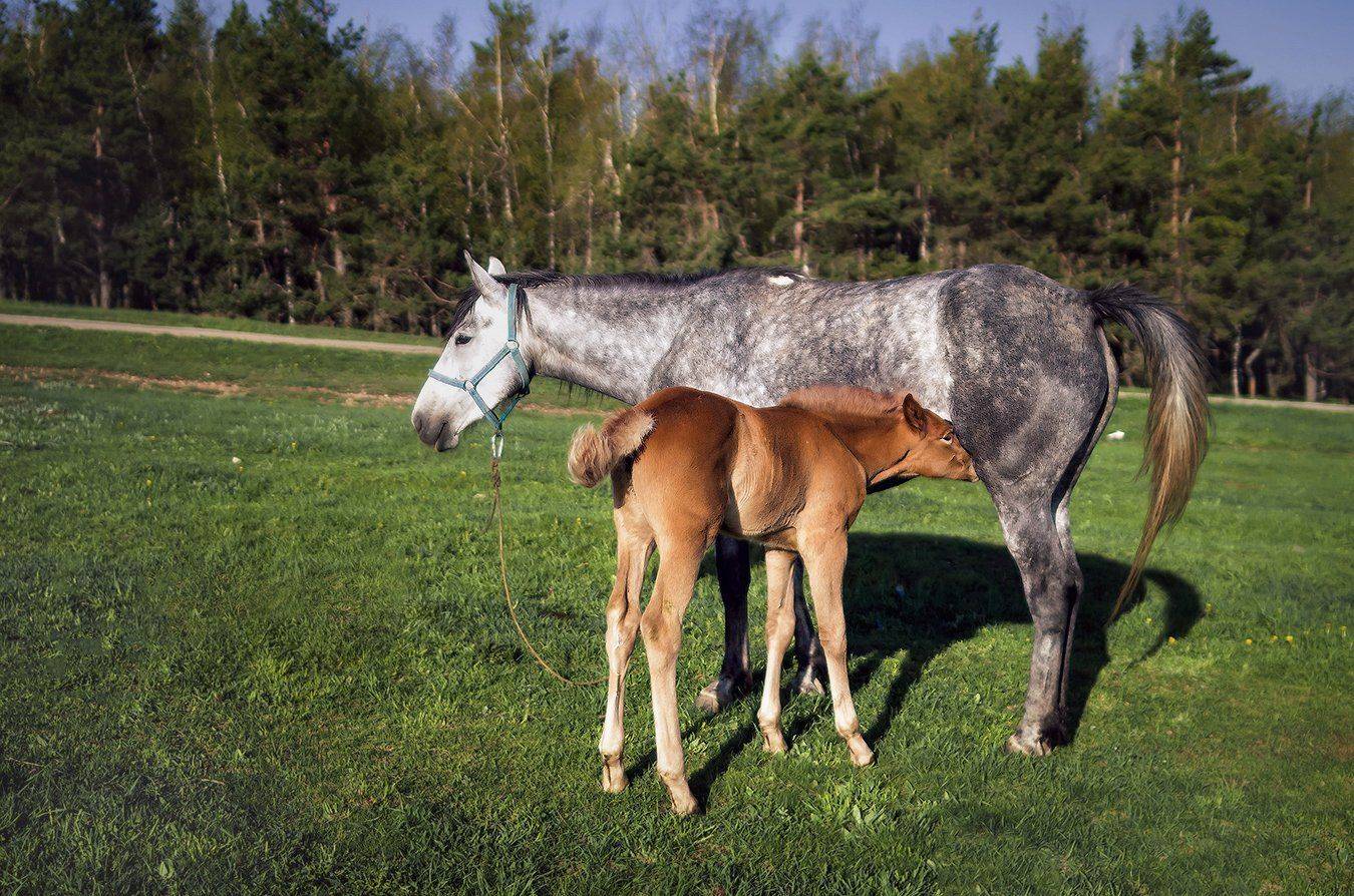 , Игорь Мелекесцев