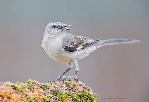 Многоголосый пересмешник - Northern Mockingbird
