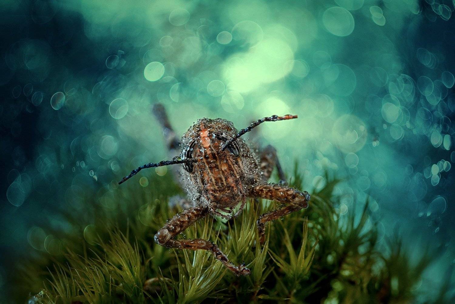 , Красимир Матаров