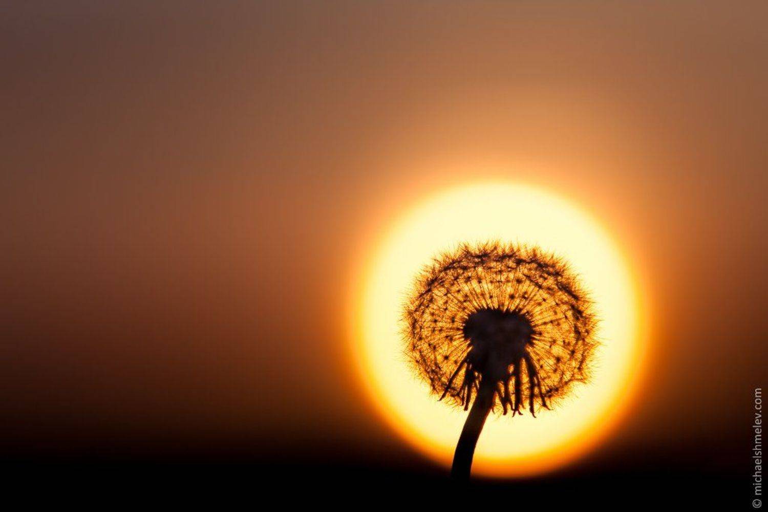 , Михаил Шмелёв