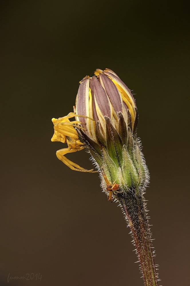 , Игорь ФУММ