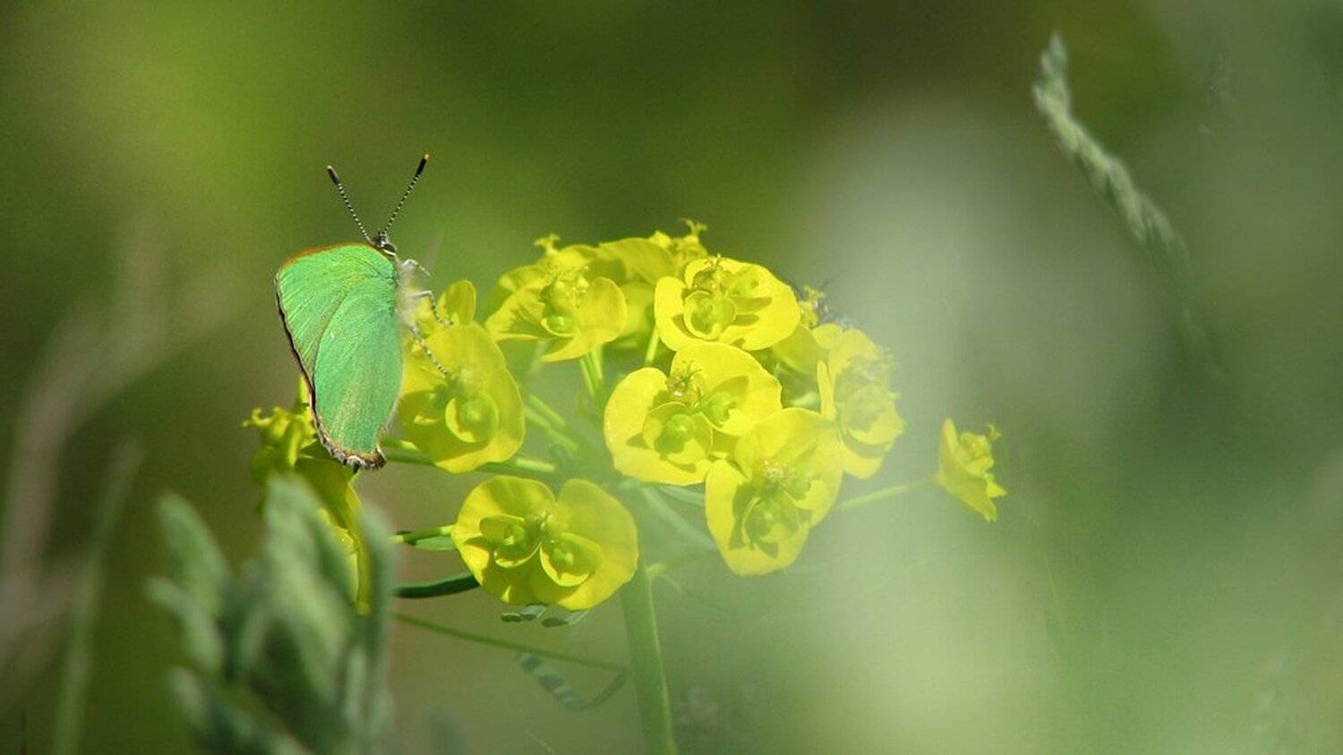 , Ирина Костова