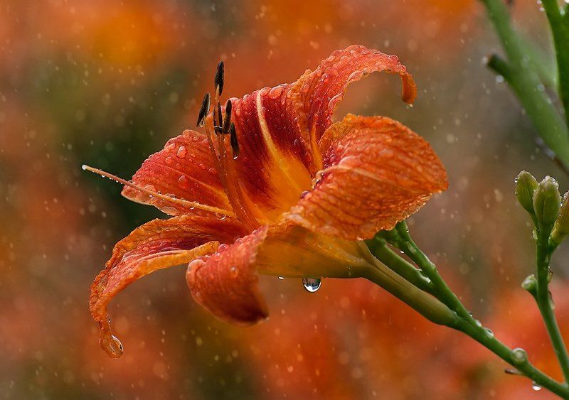 Музыка дождя фото превью