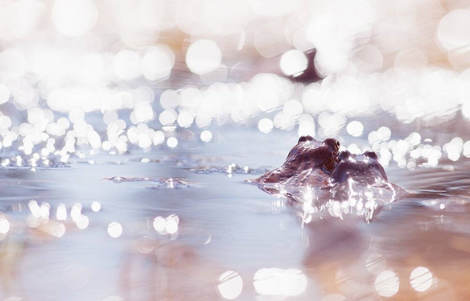 Лягушки, Юлия Втюрина