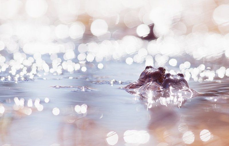 Лягушки а весна будет! фото превью