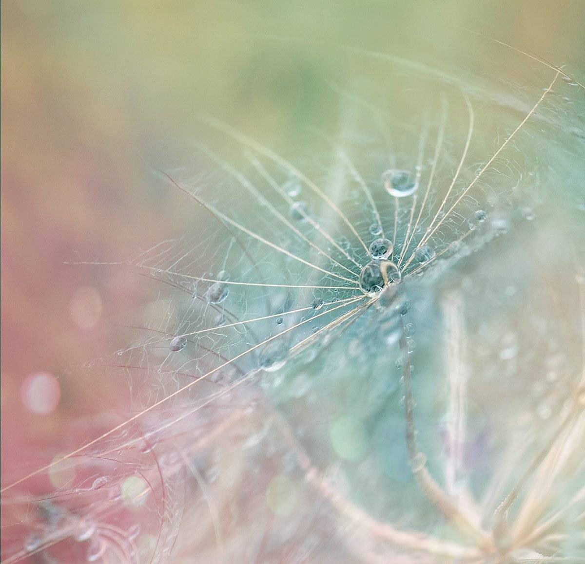 , Таня  Маркова