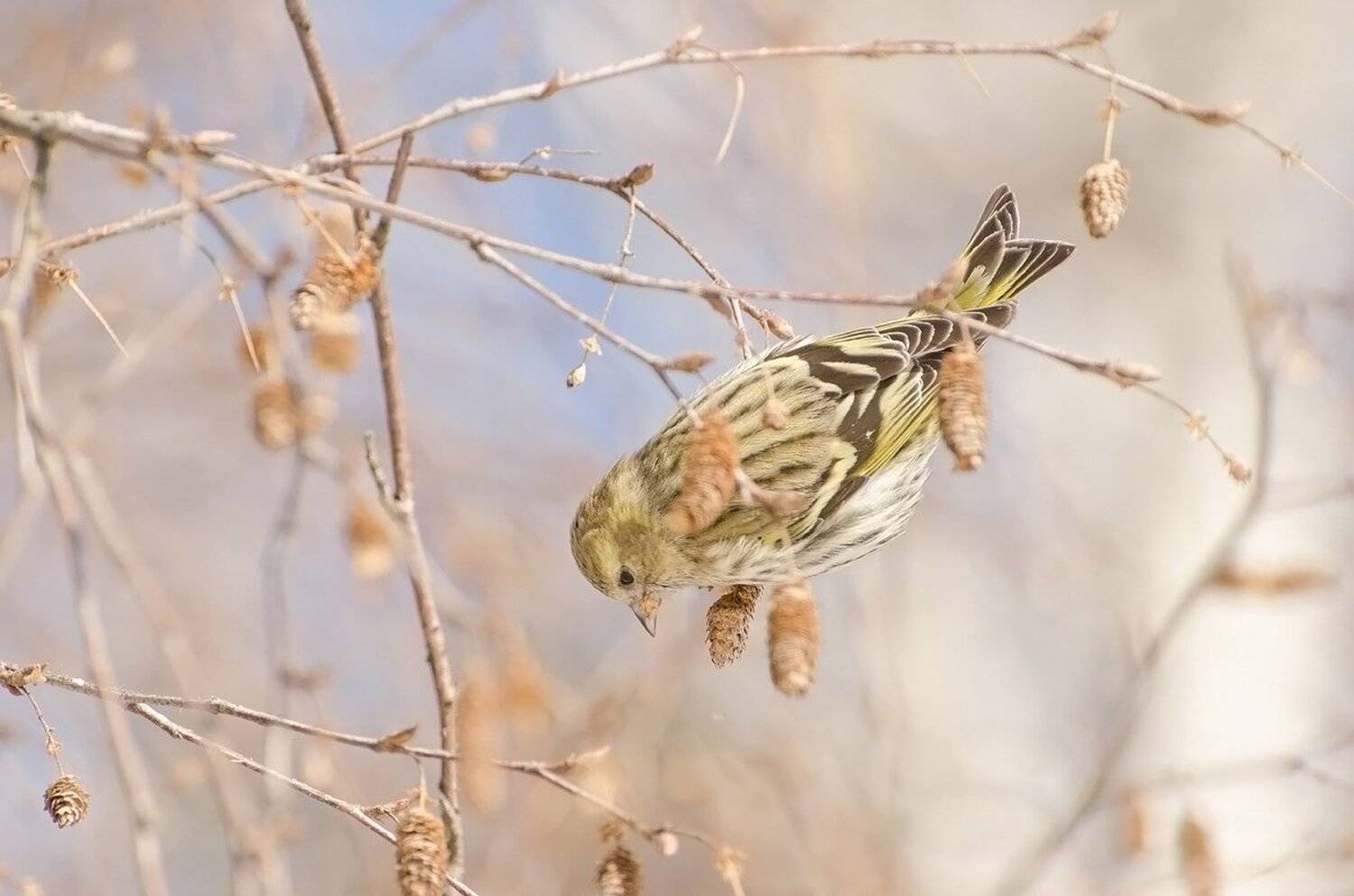 птица, чиж, Михаил Агеев