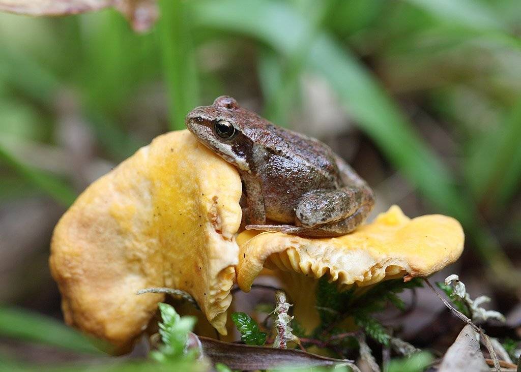, Сергей Таланов