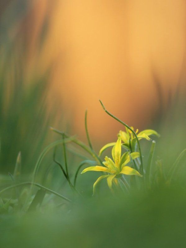 Первоцвет фото превью