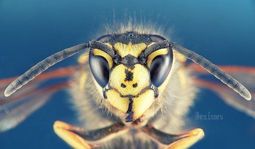 The Wasp