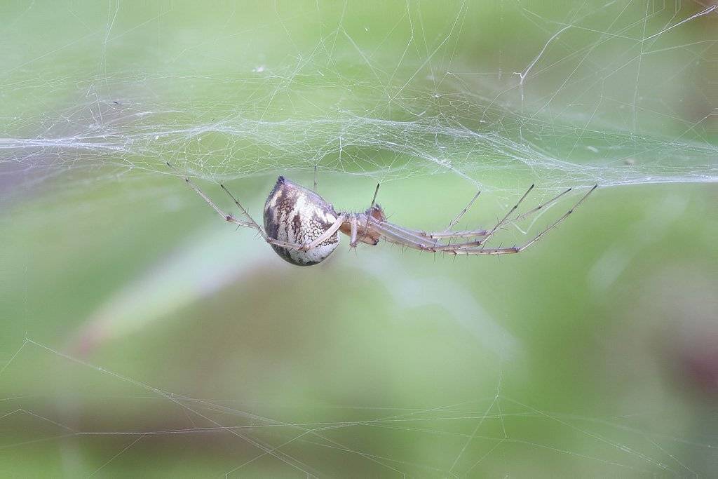 , Сергей Таланов
