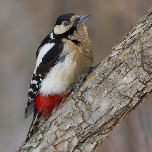Dendrocopos major.