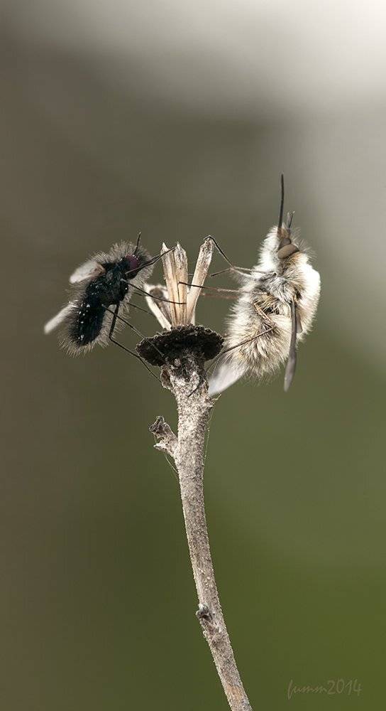 , Игорь ФУММ