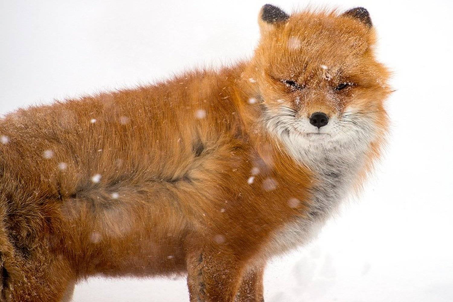 , Иван Кислов