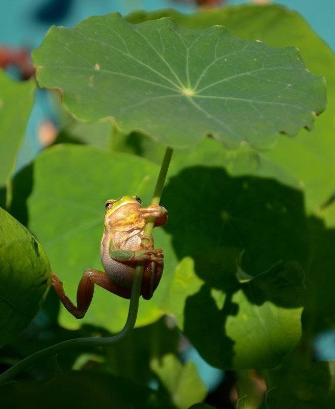 , Вячеслав Мищенко