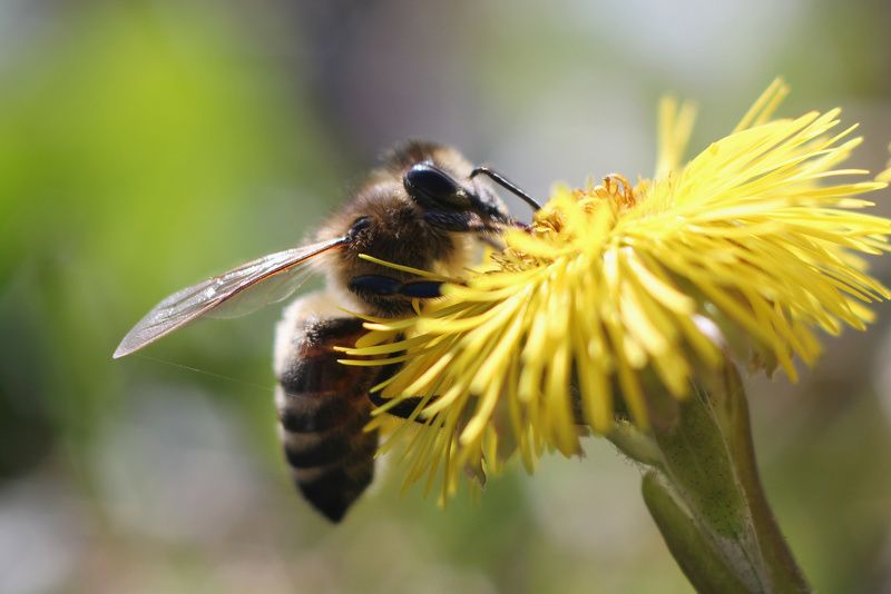 Охота на пчёл фото превью