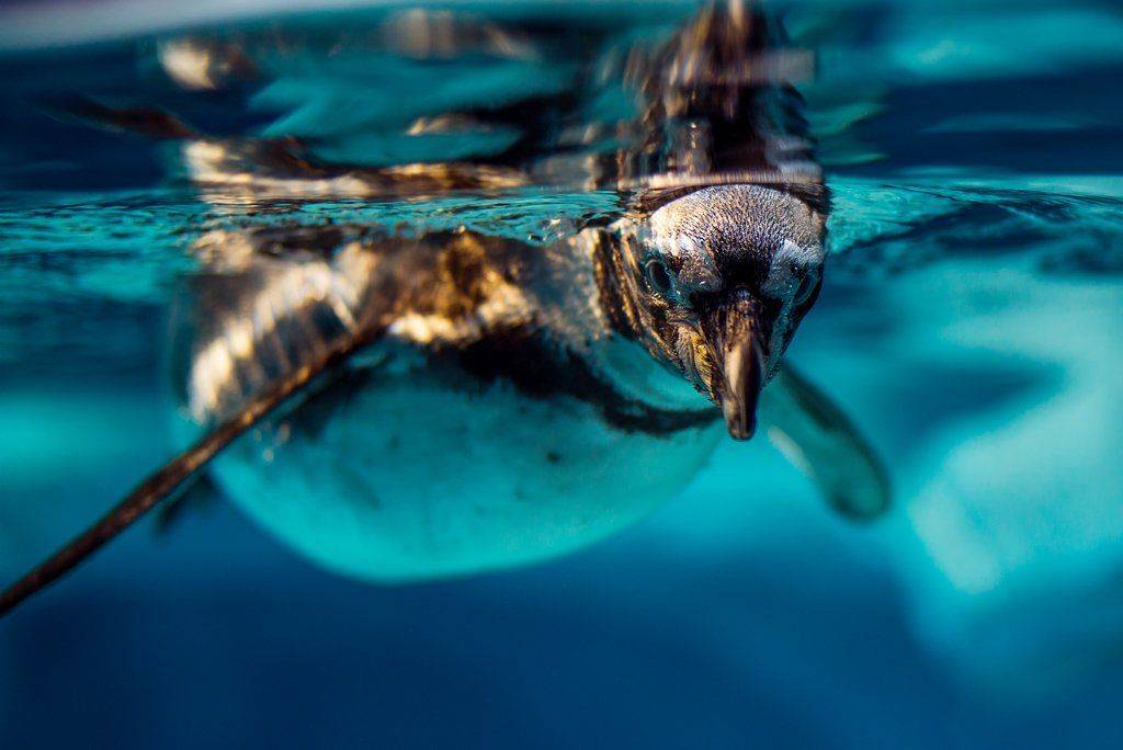 , Антон Привалов