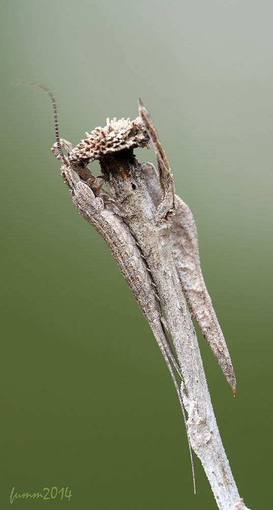 , Игорь ФУММ