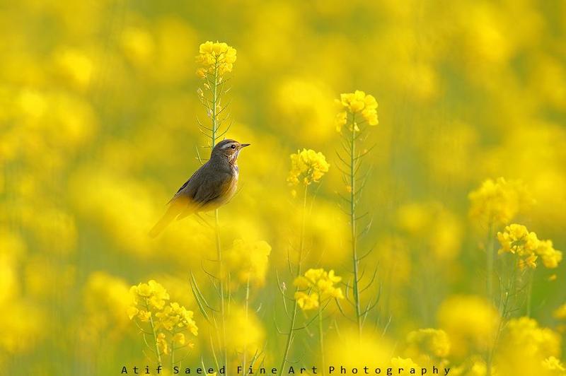 0 фото превью