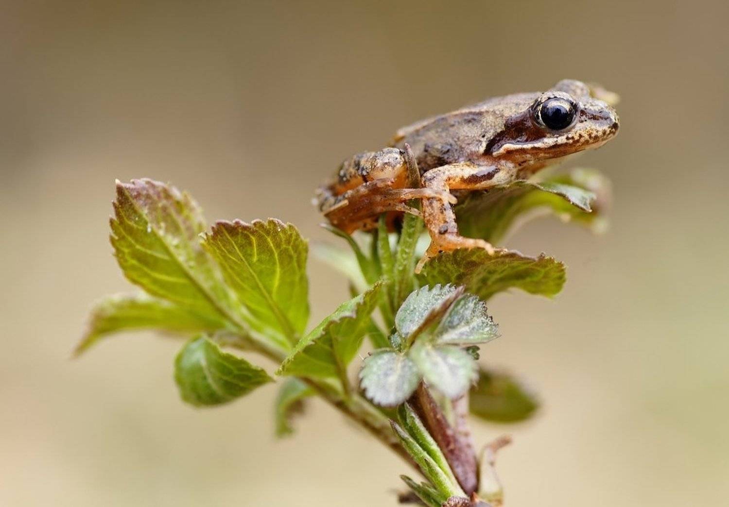 , Zbyszek  Walkiewicz