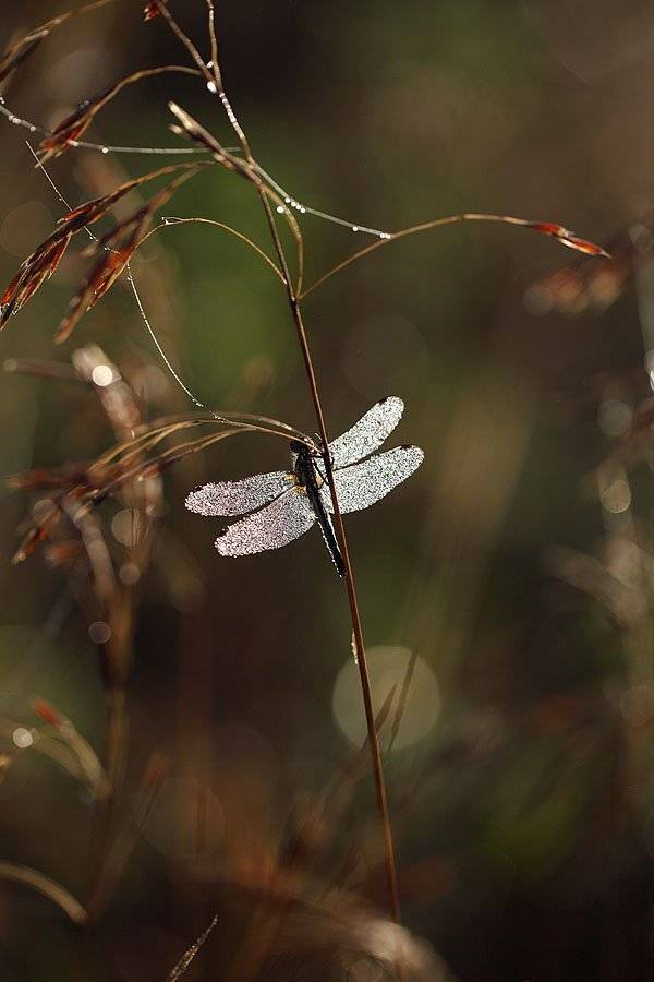 , Сергей Таланов